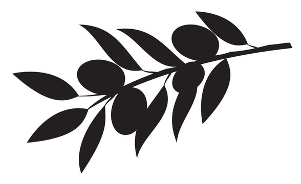 橄欖枝