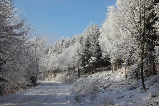 冰雪覆蓋的冬季木材