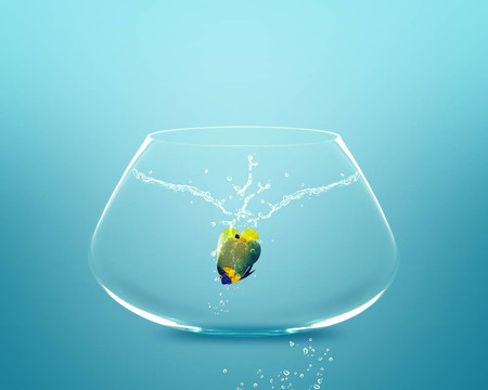 anglefish跳到大的碗
