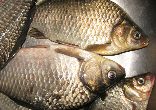 原江魚