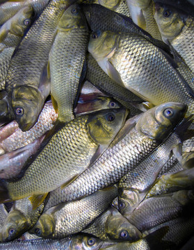 原江魚(yú)