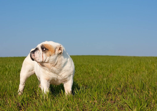 英國斗牛犬