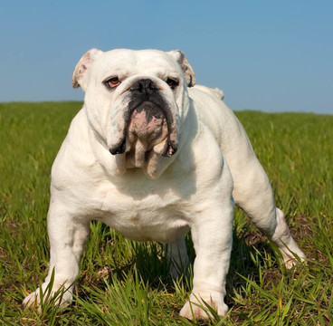 英國斗牛犬