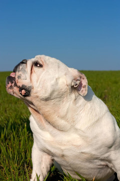 英國斗牛犬