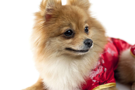 可愛的博美犬在白