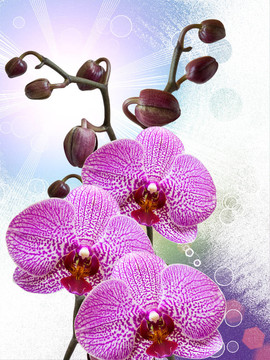 蘭花花的特寫