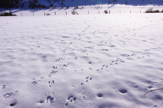 冬季雪中野兔的蹤跡