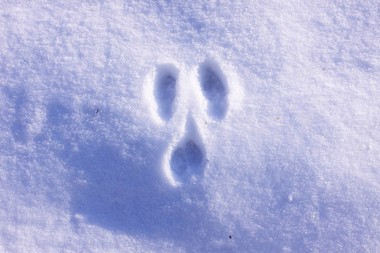 冬季雪中野兔的蹤跡