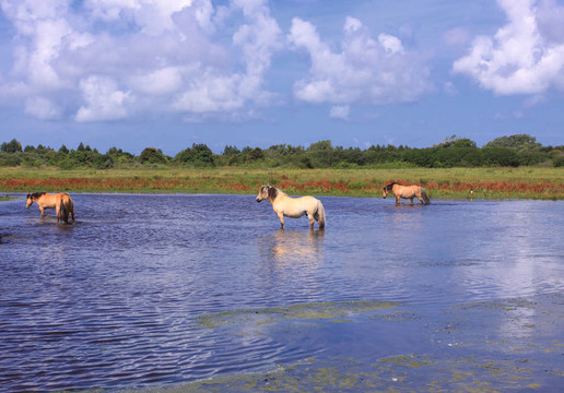 在法國(guó)的一些海灣在沼澤地里的Henson horses