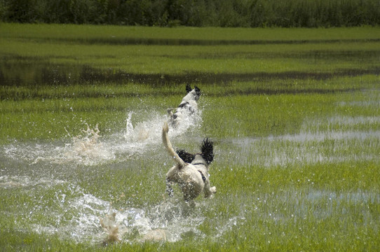 英國史賓格獵犬