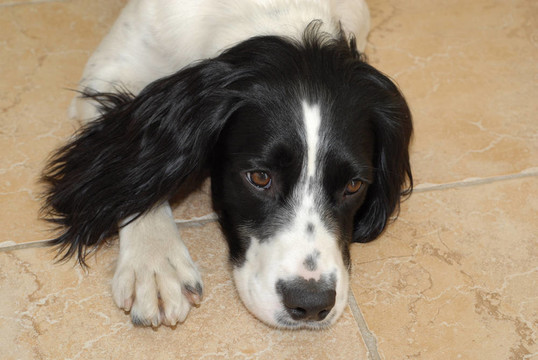 英國(guó)史賓格犬