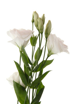 白桔梗花；頂部的芽