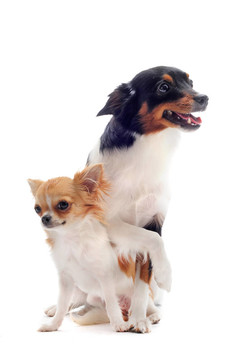 奇瓦瓦和jack russel梗小狗