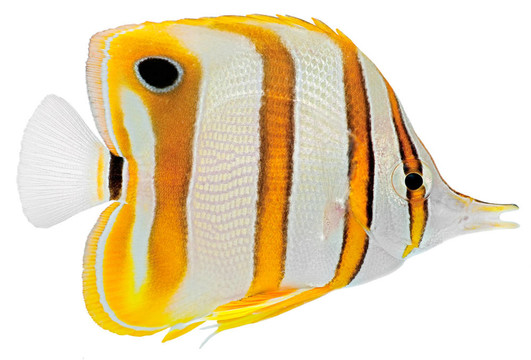 銅帶蝴蝶魚