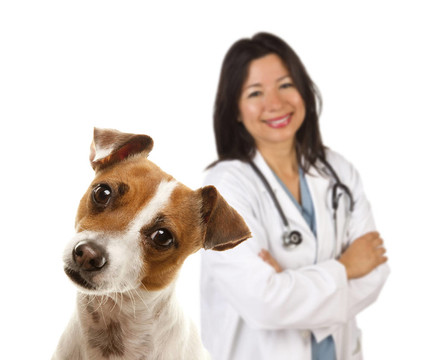 杰克羅素梗和女獸醫(yī)的背后