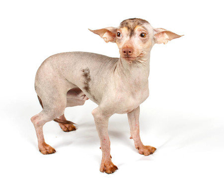 中國冠毛犬幼犬