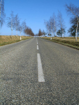 樹(shù)木路