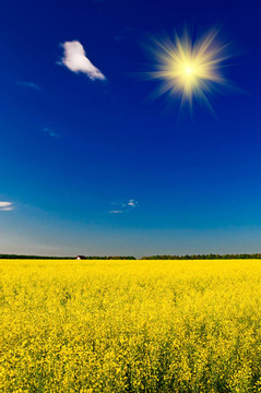 以上的黃金rapefield春天迷人的日落。
