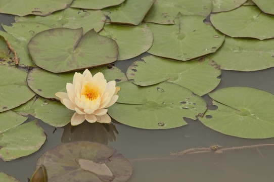 蓮花沉在水里