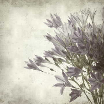 紋理的舊紙的背景與Brodiaea；