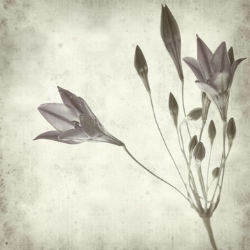 紋理的舊紙的背景與Brodiaea；