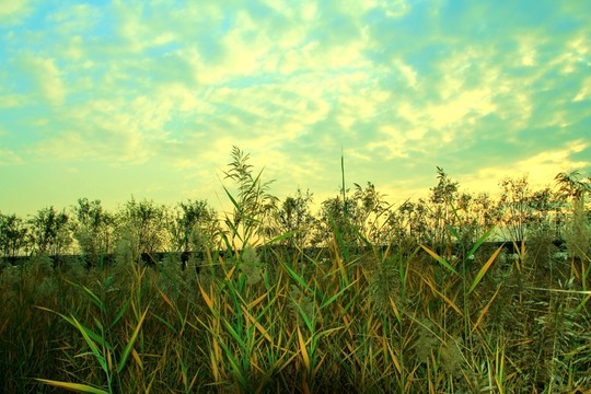 夕陽(yáng)蘆花
