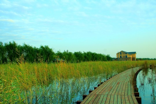 濕地木棧橋
