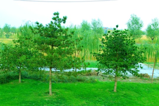 松樹