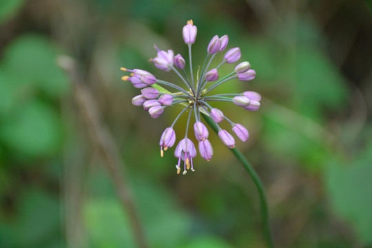 梭沙韭花