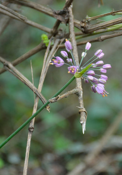 梭沙韭花