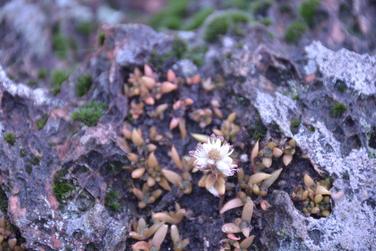 寶石花