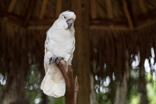 澳大利亞鳳頭鸚鵡