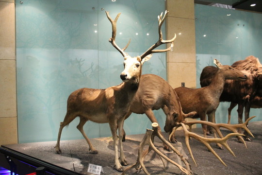 麋鹿標(biāo)本