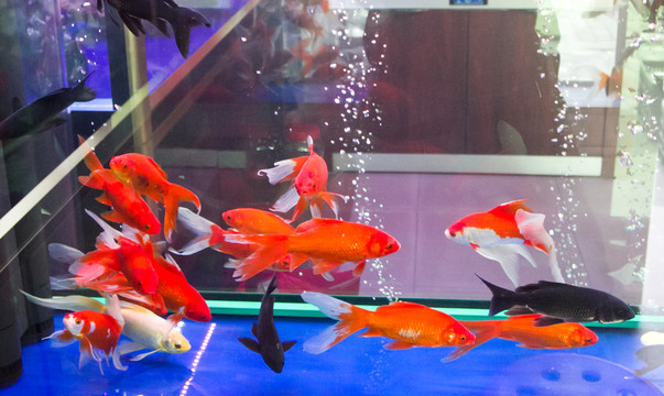 金魚 觀賞魚