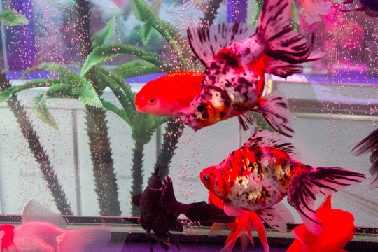 五花琉金金魚