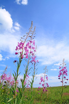 在夏天flowerses星空背景