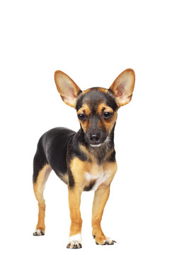 迷你杜賓犬
