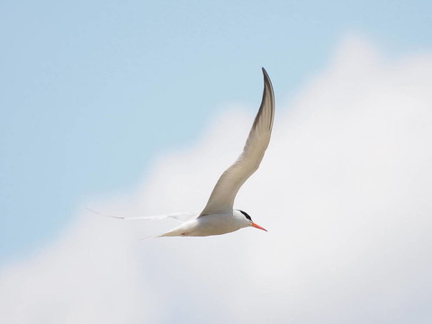 普通燕鷗；Sterna hirundo