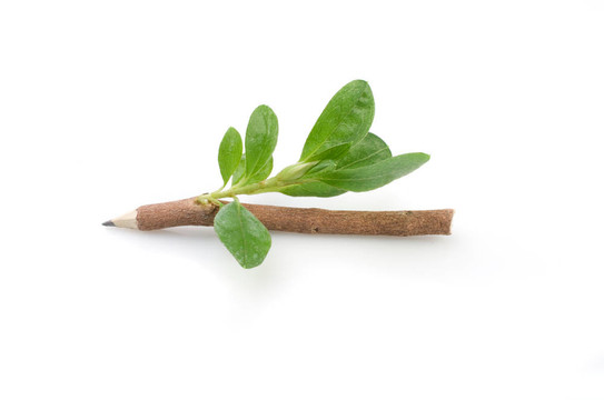 木制鉛筆