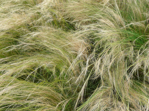 針草；Nassella tenuissima