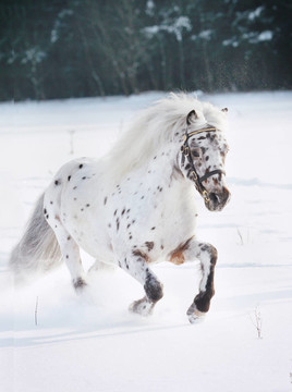 阿帕盧薩馬雪