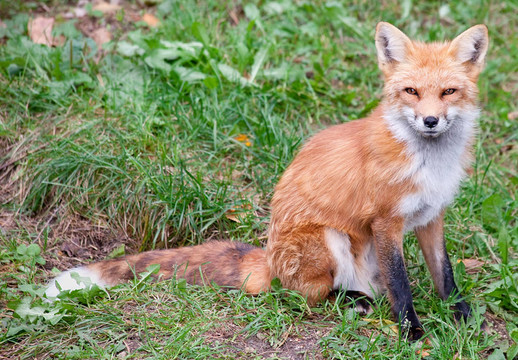 Fox看著相機(jī)