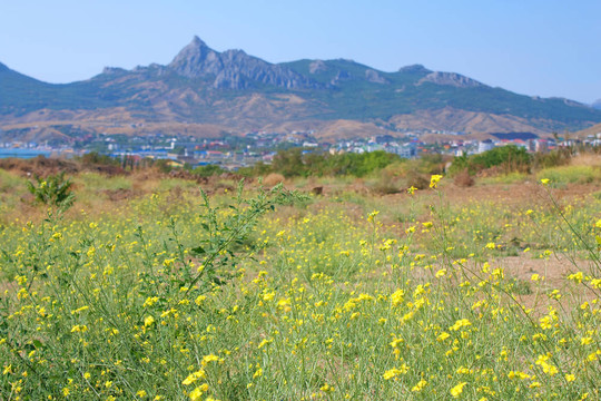 koktebel；卡拉達格山和黑海；克里米亞；烏克蘭