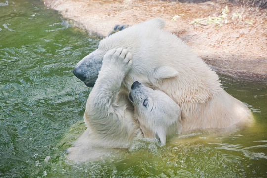 動物園里的北極熊