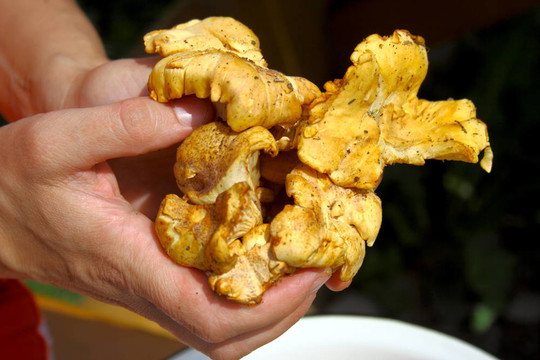 雞油菌