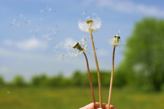 蒲公英頭上的天空