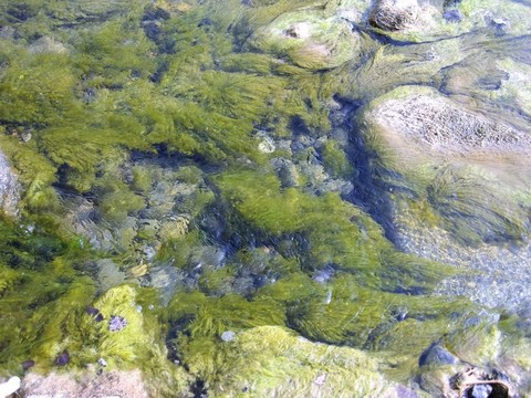 水中青苔