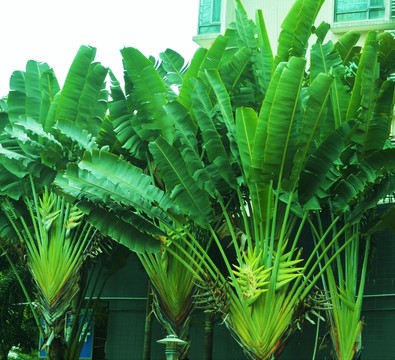 旅人蕉 綠色植物