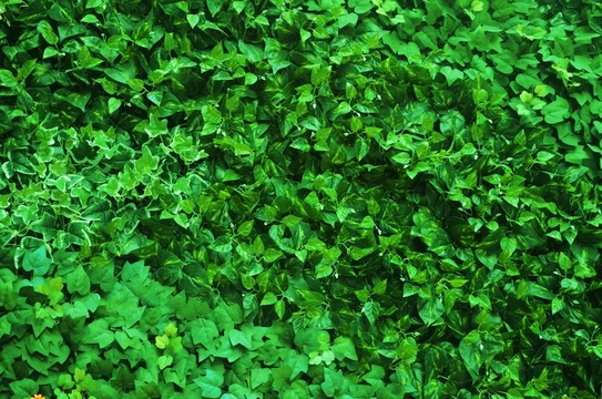 綠植墻
