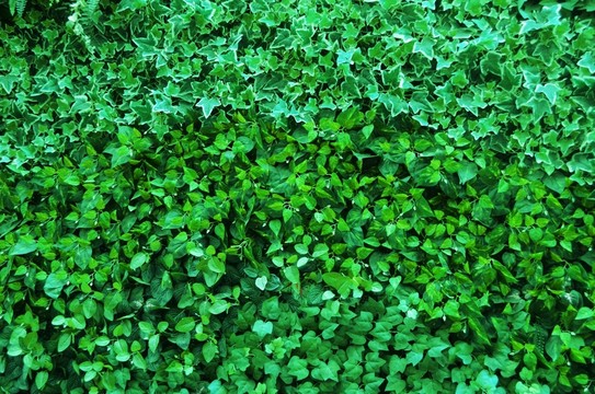 綠植墻